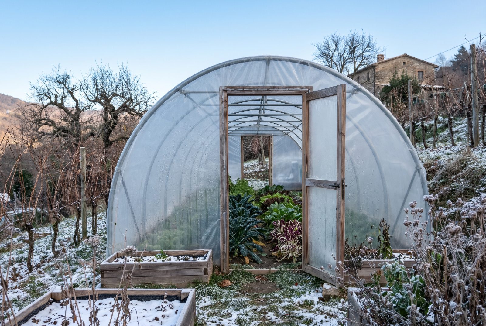 Serra tunnel aperta in una giornata di sole invernale per arieggiare e ridurre la condensa sul telo